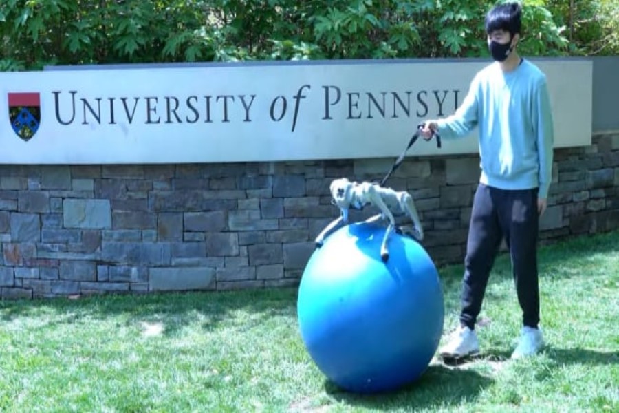 Süni intellekt robota top üzərində tarazlığı saxlamağı öyrətdi - VİDEO
