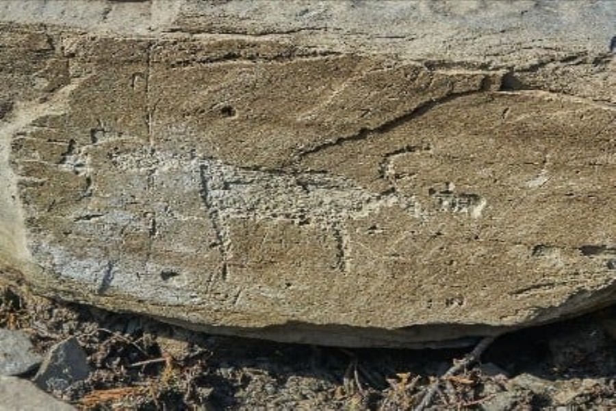 Süni intellekt Cənubi Amerikanın Naska yaylasında çoxlu yeni geoqliflər tapıb
