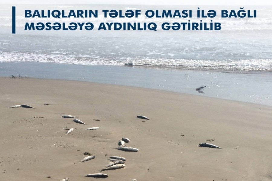 "Balıq ölümləri insan sağlamlığı üçün də təhlükə yaradır" - İradə Həsənova