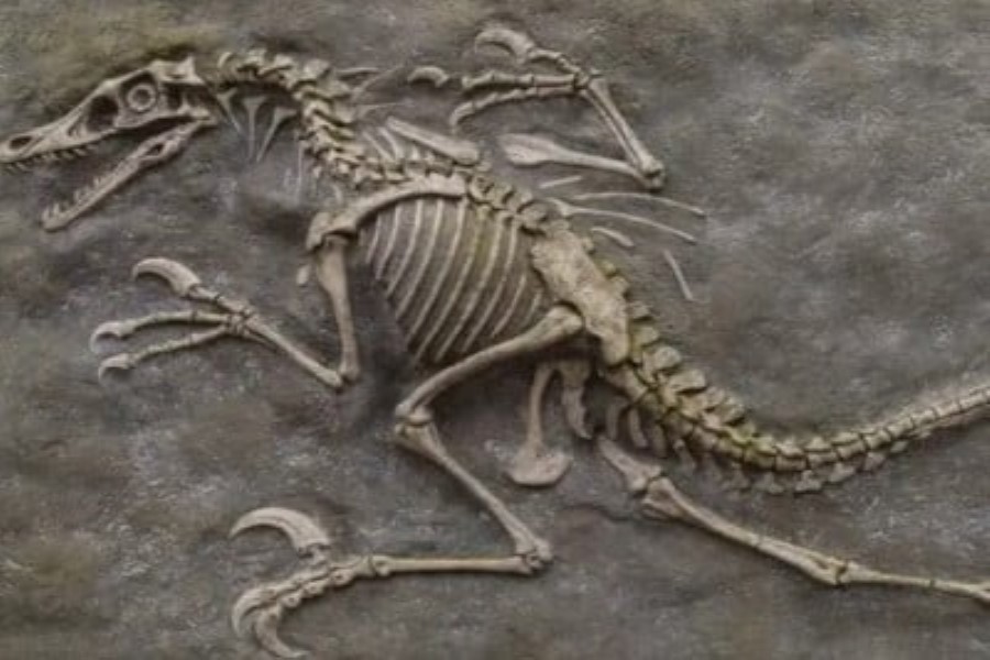 Çində 193 milyon il əvvəl yaşamış ot yeyən dinozavrların qalıqları aşkar edilib