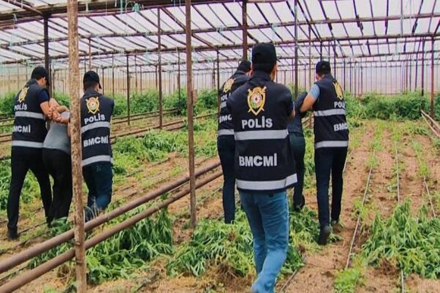 Bostan bitkilərinin arasında narkotik yetişdirdi