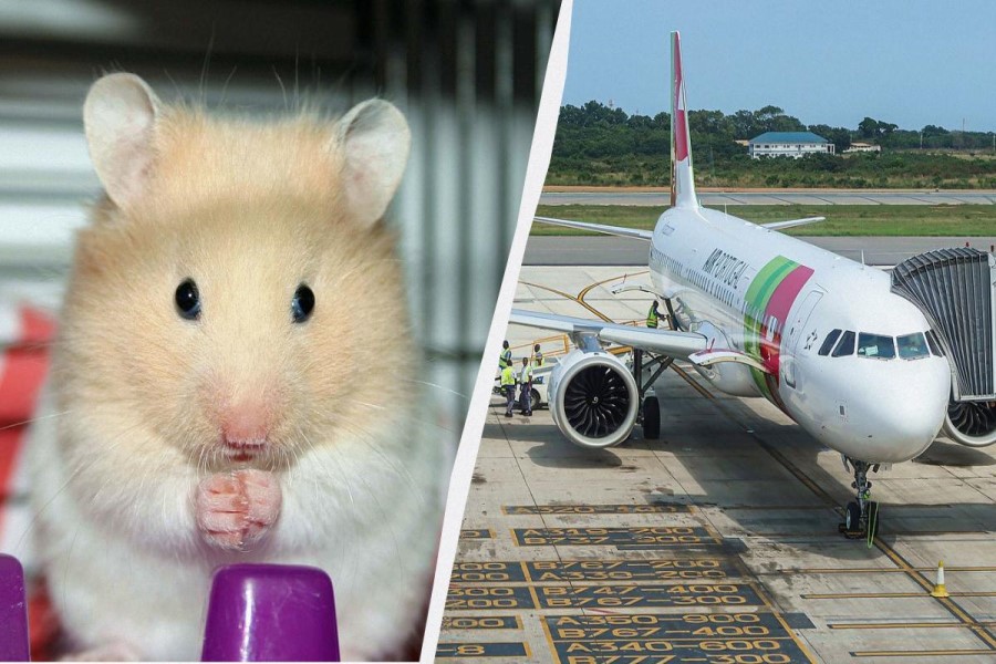 Portuqaliyada bir hamster paketi dörd gün ərzində nəhəng Airbusu yerə yıxıb