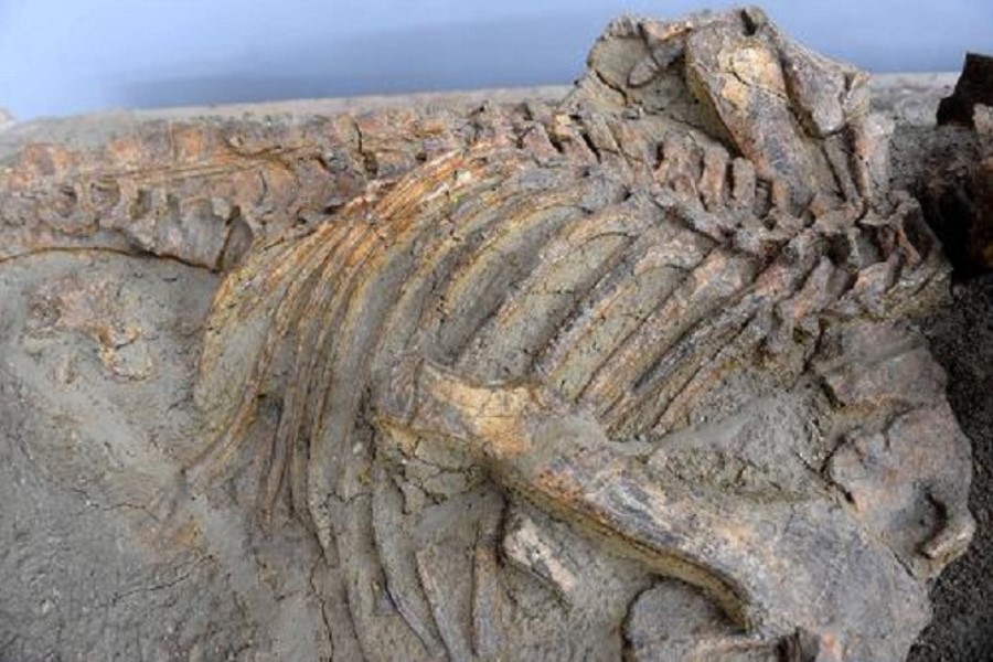 Çində dinozavr qalıqları tapıldı - ÖZƏL
