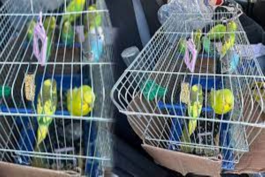 Dağıntılar altından xilas edilən quşlar Antalyaya göndərilib - ÖZƏL
