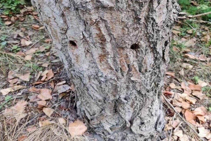 Kiyevdə naməlum şəxslər 100-dən çox ağaca ziyan vurub – FOTOLAR