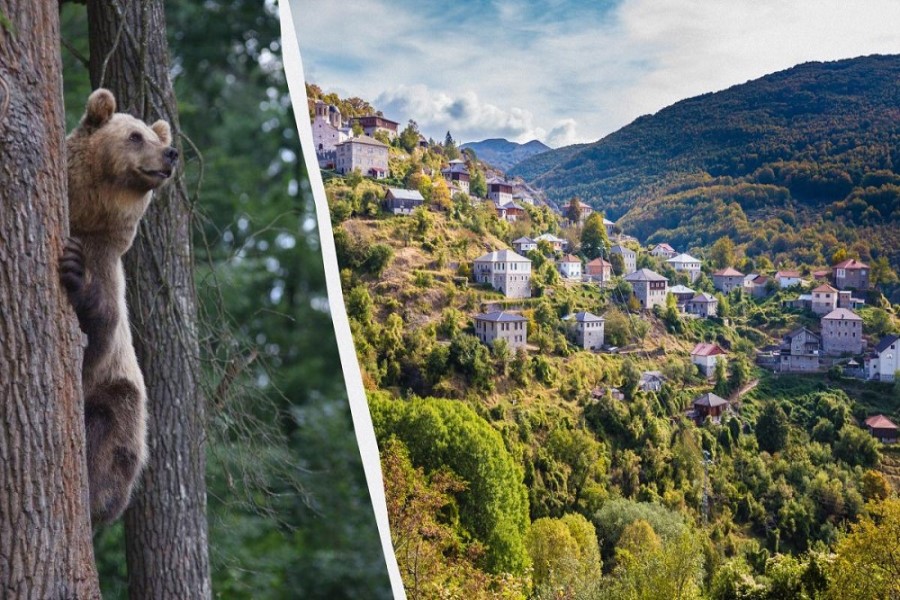 Ayı turistə hücum edib: insanları diqqətli olmağa çağırıblar