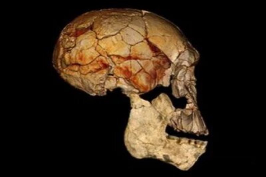 Afrikaya aid olmayan ən qədim insan kəllələri Homo Erectus olmaya bilər