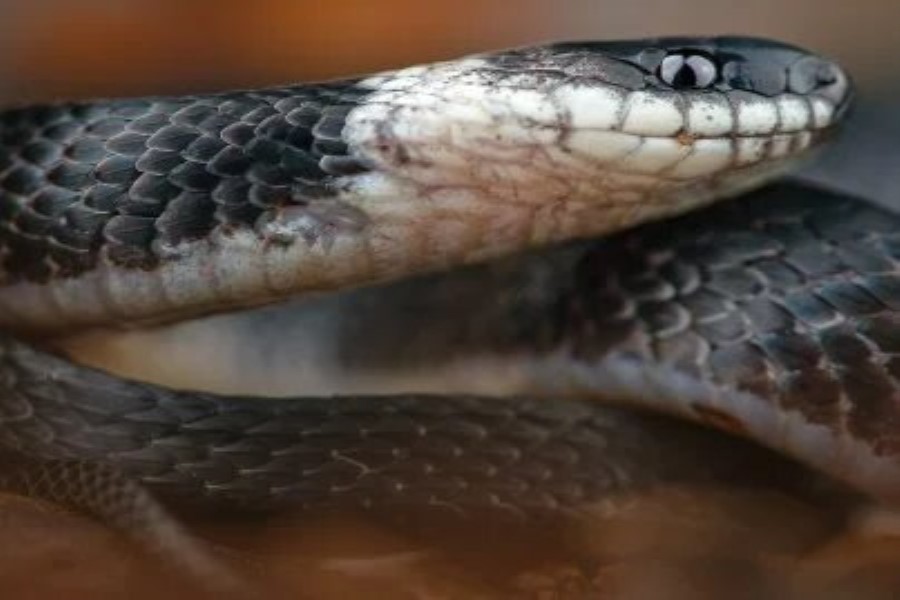 Ekvadorun tropik meşələrində yeni ilan növü aşkar edilib