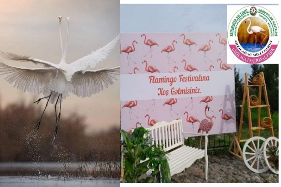 Azərbaycanda ilk dəfə “Flaminqo Festivalı” - Qızılağac Milli Parkında
