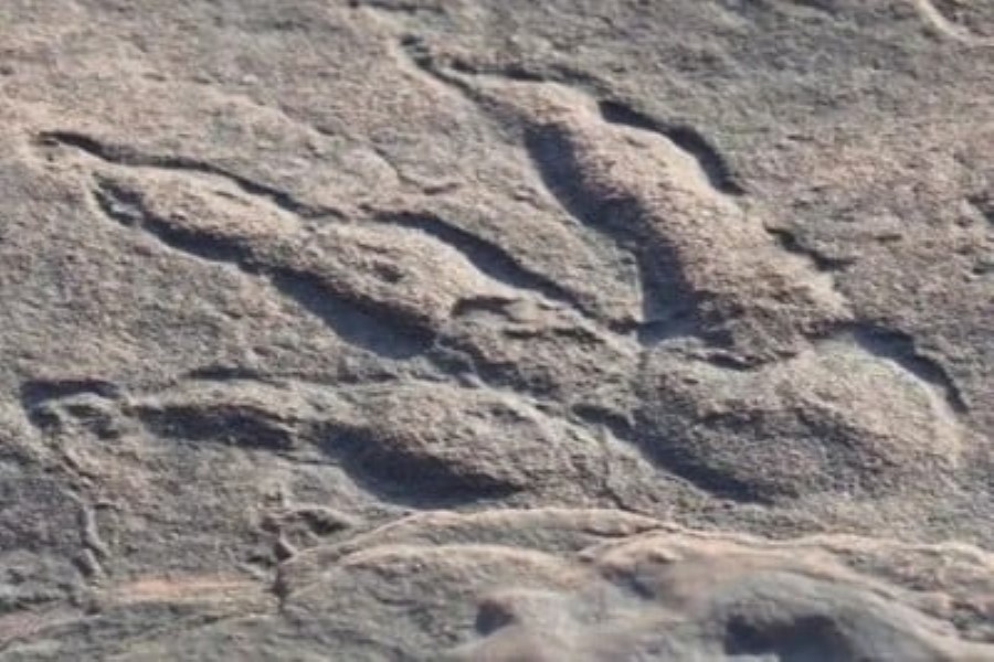 10 yaşlı qız sahildə gəzərkən 220 milyon il əvvələ aid nəhəng dinozavrın ayaq izlərini tapıb