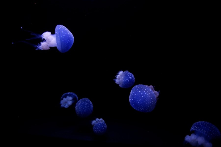 500 milyon il əvvəl yaşamış ən qədim meduza növü tapılıb